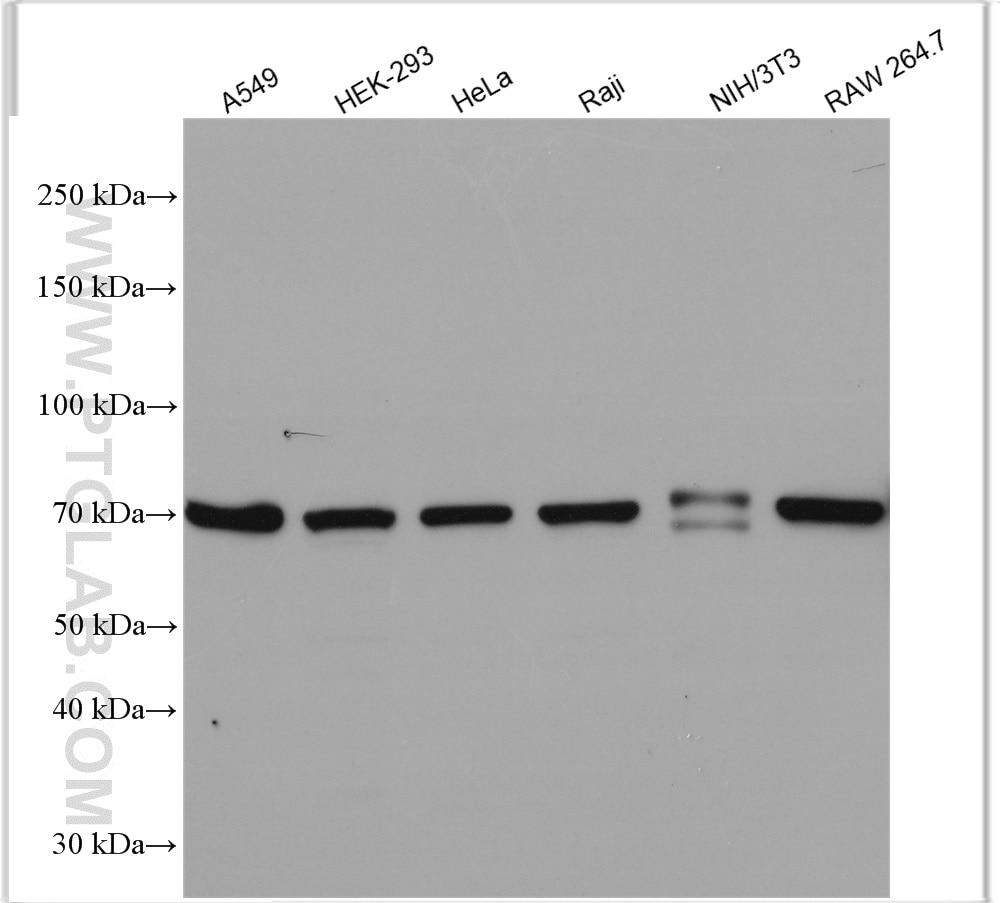 Western Blot (WB) analysis of various lysates using COX2/ Cyclooxygenase 2/ PTGS2 Polyclonal antibody (12375-1-AP)