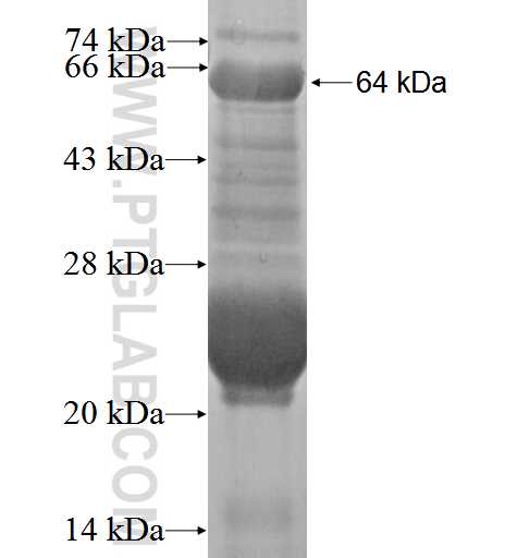 COX2/ Cyclooxygenase 2 fusion protein Ag3025 SDS-PAGE