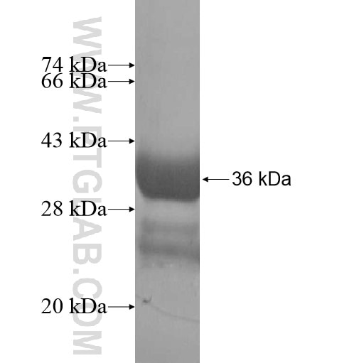 PTH fusion protein Ag13790 SDS-PAGE