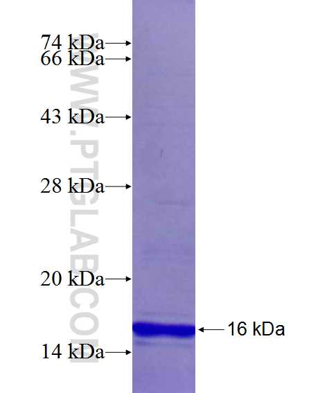PTH fusion protein Ag14024 SDS-PAGE