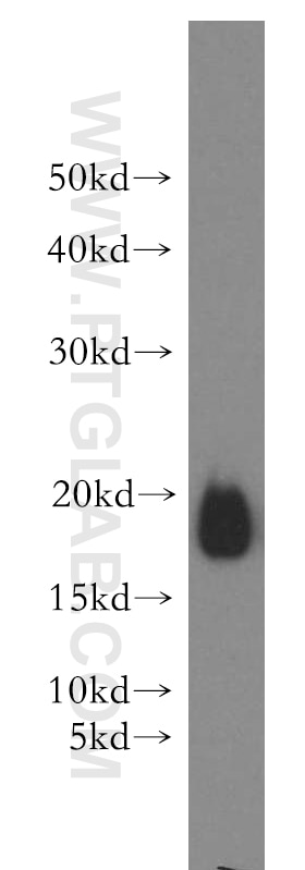 Western Blot (WB) analysis of Recombinant protein using PTH-Specific Polyclonal antibody (19001-1-AP)