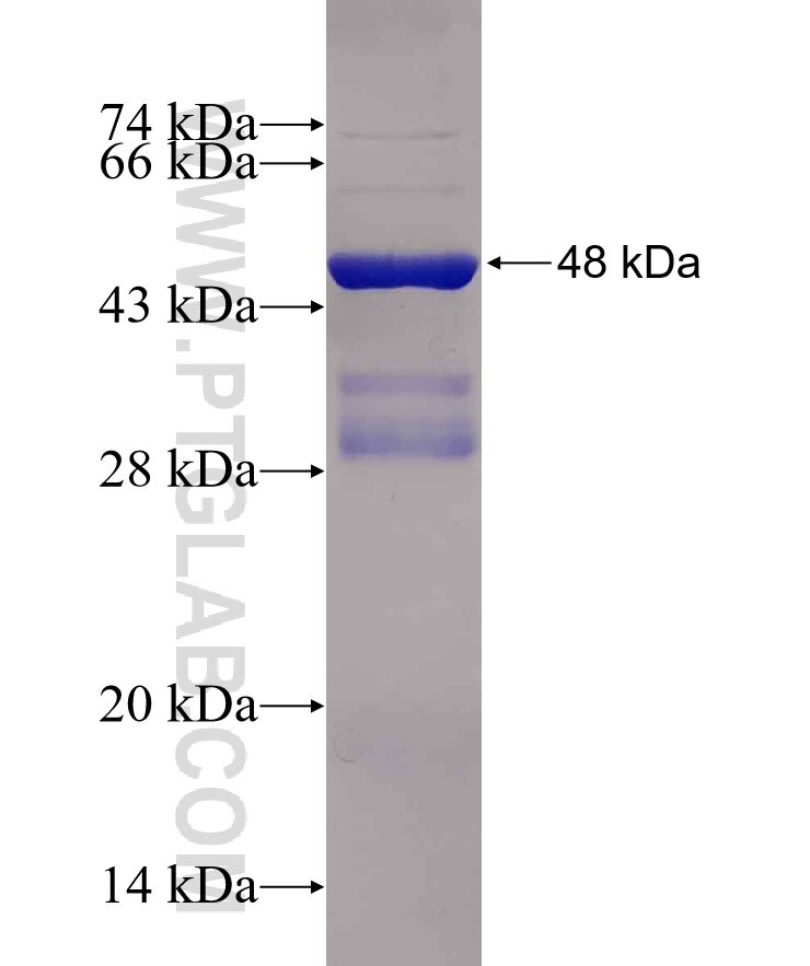 PTH1R fusion protein Ag30762 SDS-PAGE
