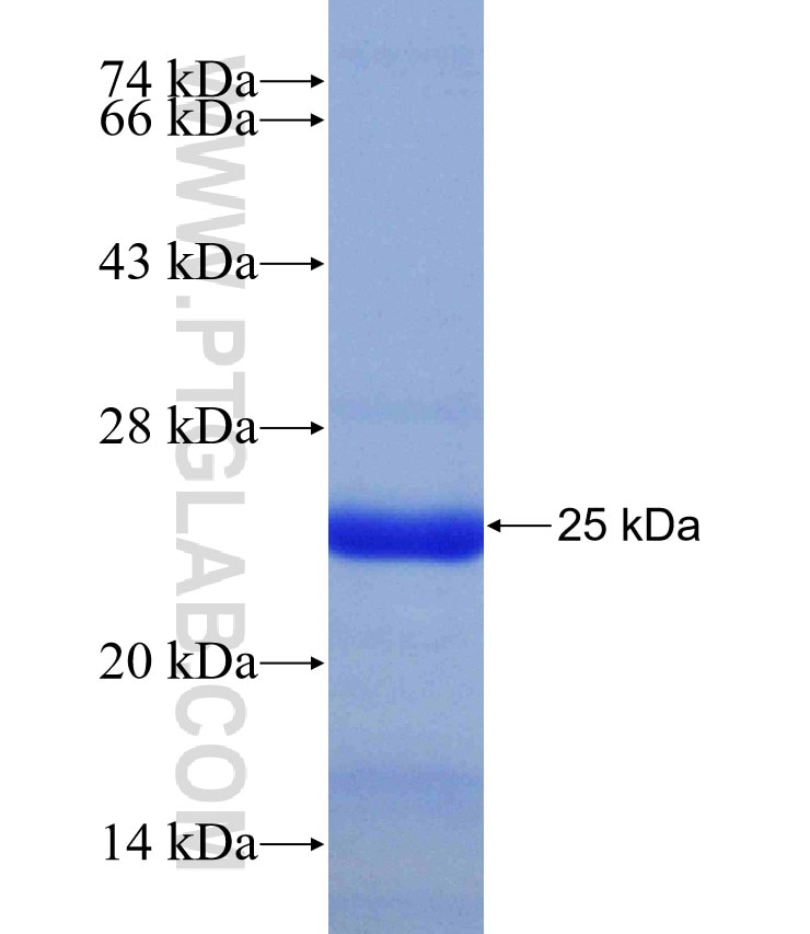 PTH1R fusion protein Ag30779 SDS-PAGE