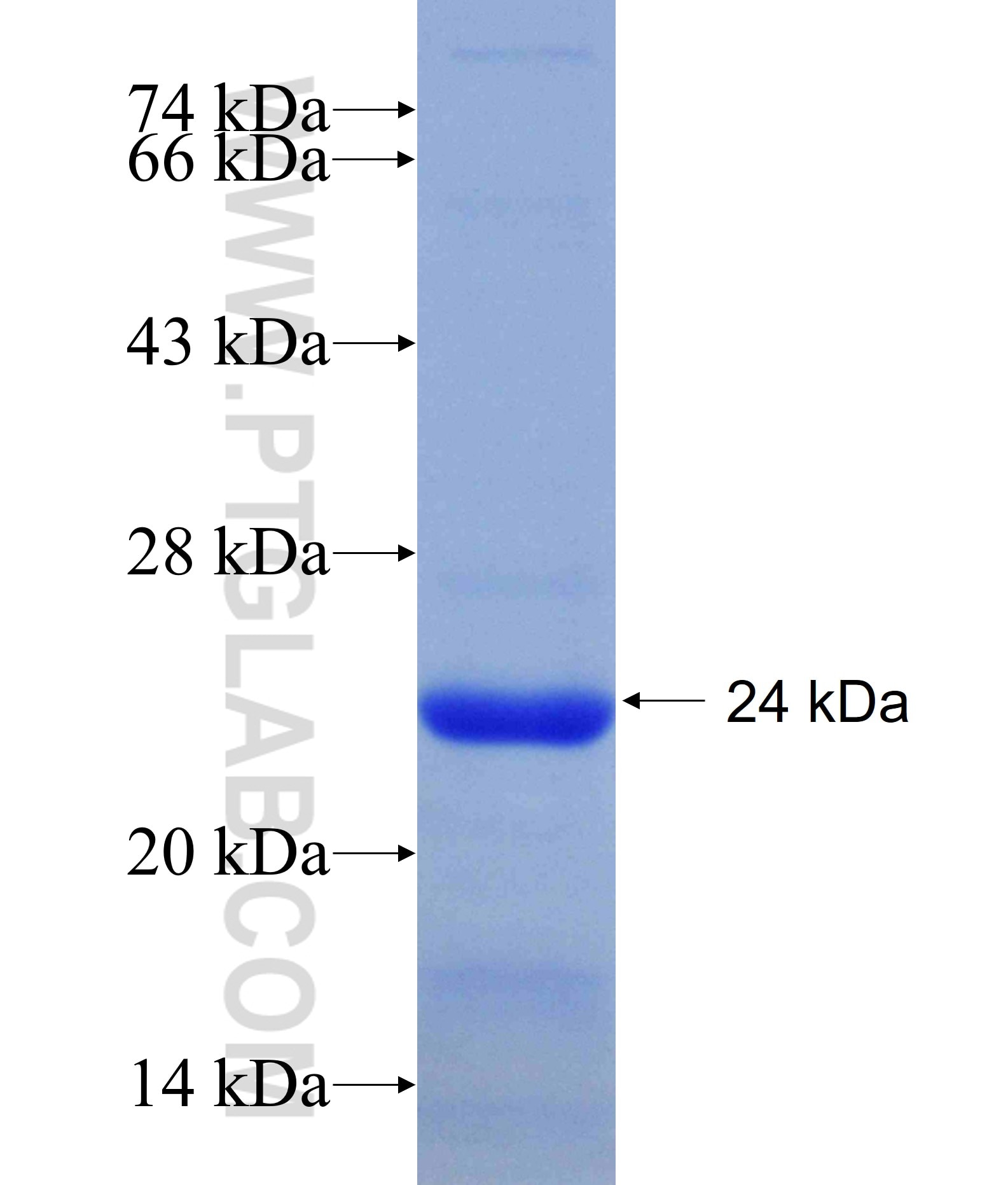 PTH1R fusion protein Ag30779 SDS-PAGE