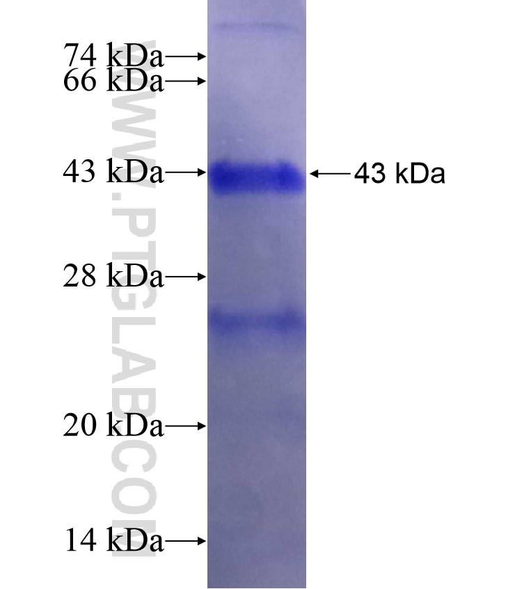 PTH1R fusion protein Ag17577 SDS-PAGE