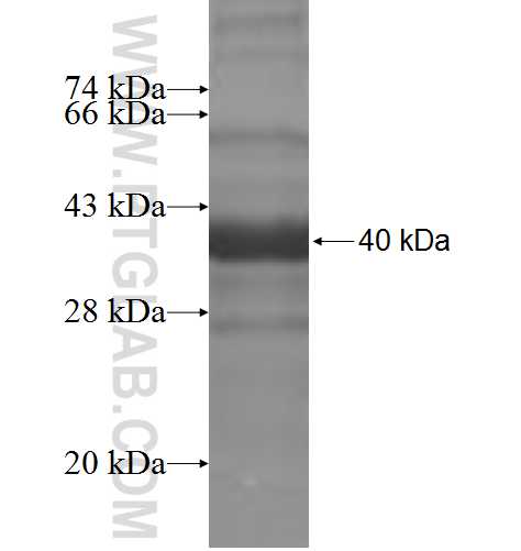 PTH2R fusion protein Ag5364 SDS-PAGE