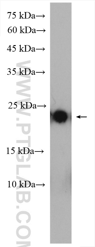 Western Blot (WB) analysis of human milk using PTHLH Polyclonal antibody (10817-1-AP)