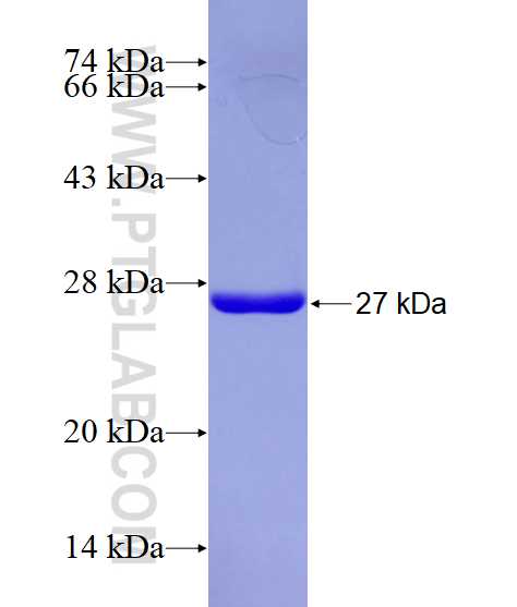 PTHLH fusion protein Ag24533 SDS-PAGE