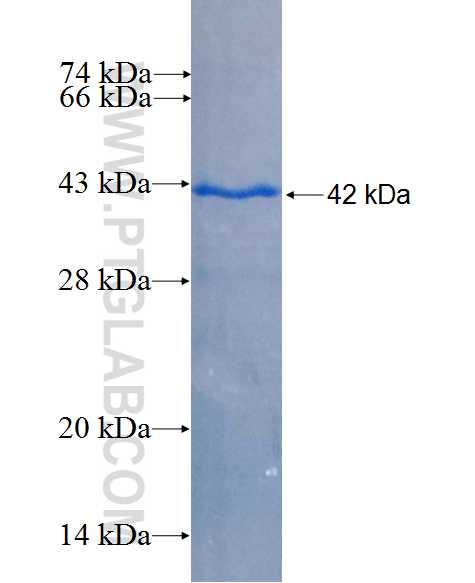 PTHLH fusion protein Ag26725 SDS-PAGE