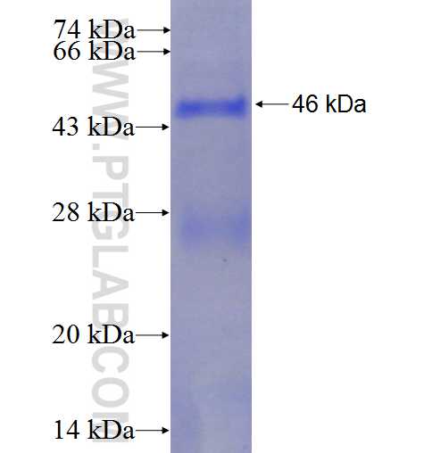 PTHLH fusion protein Ag1133 SDS-PAGE