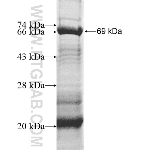 PTK2B fusion protein Ag11500 SDS-PAGE