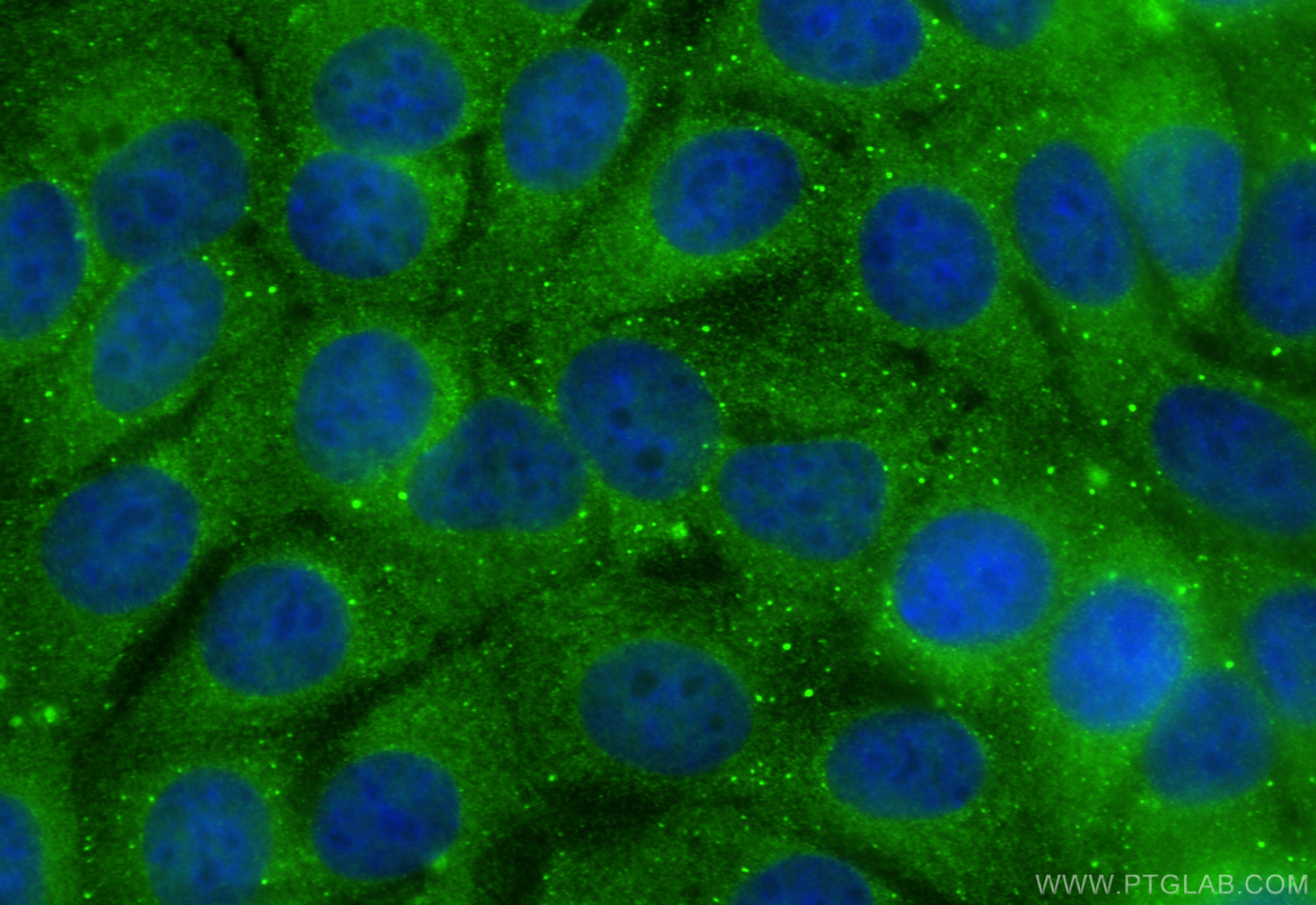 Immunofluorescence (IF) / fluorescent staining of MCF-7 cells using PTK6/BRK Polyclonal antibody (18697-1-AP)