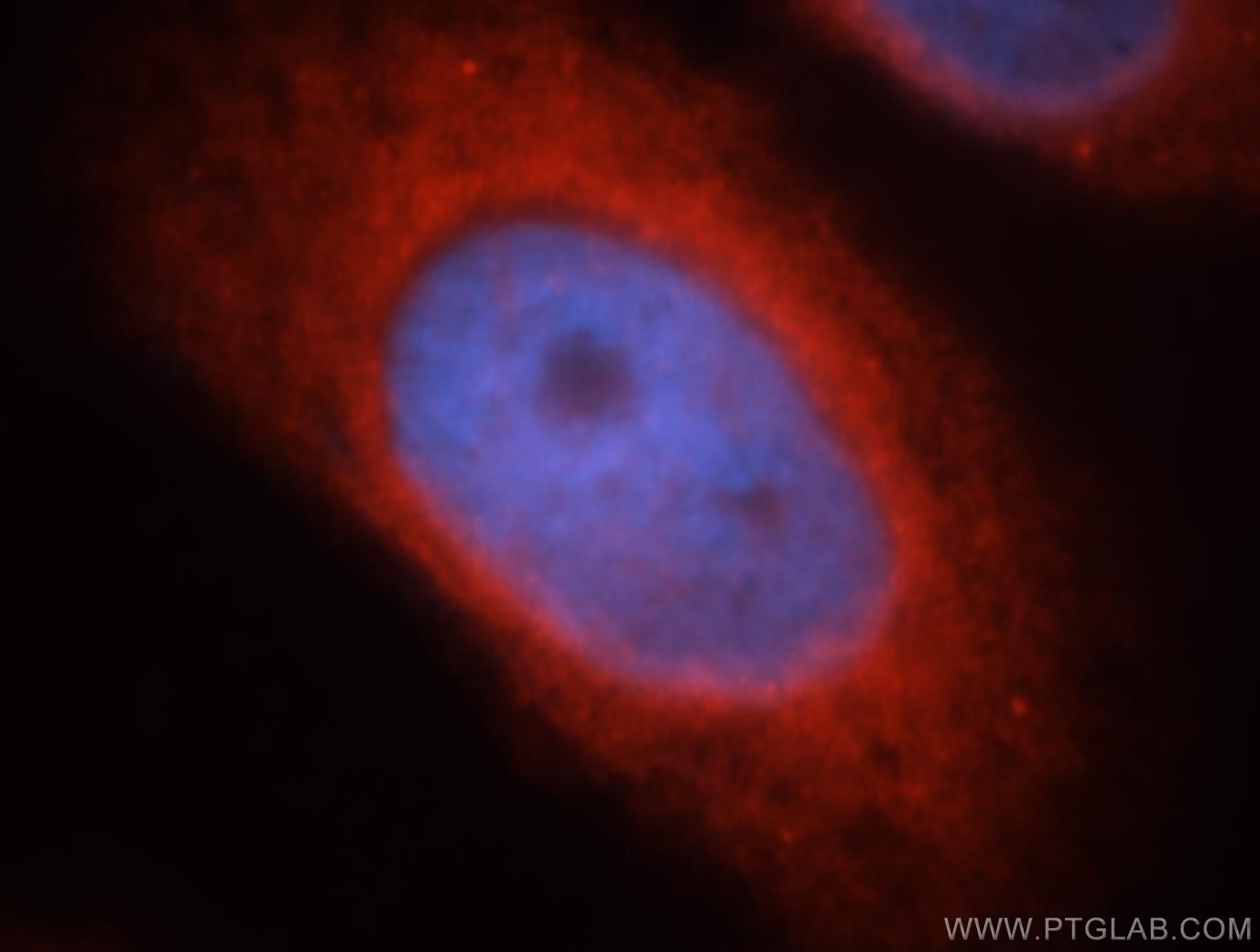 Immunofluorescence (IF) / fluorescent staining of MCF-7 cells using BRK Polyclonal antibody (18697-1-AP)