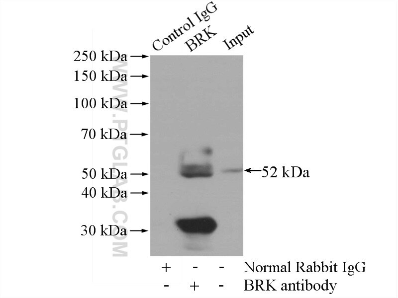 Immunoprecipitation (IP) experiment of HeLa cells using BRK Polyclonal antibody (18697-1-AP)