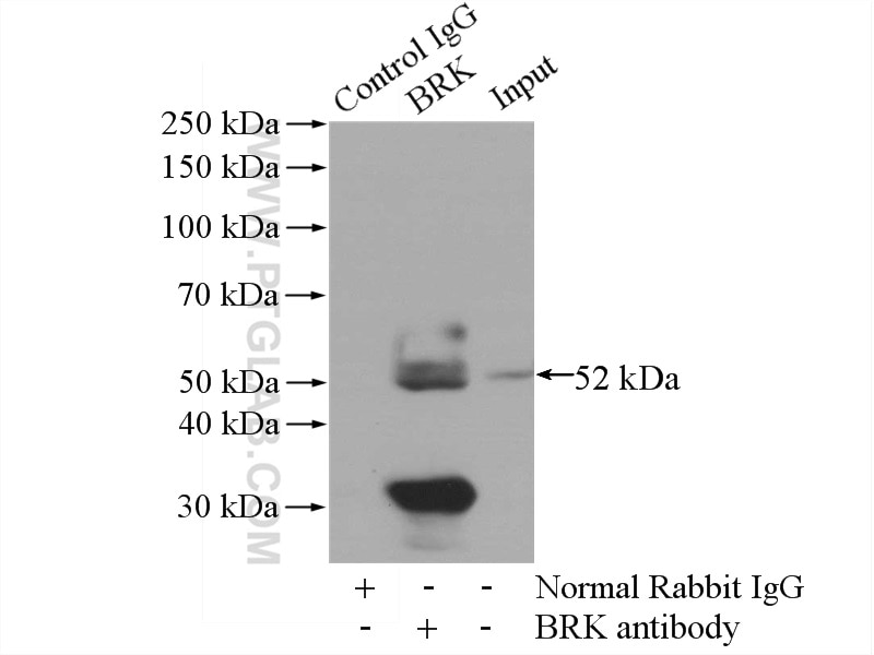 Immunoprecipitation (IP) experiment of HeLa cells using PTK6/BRK Polyclonal antibody (18697-1-AP)
