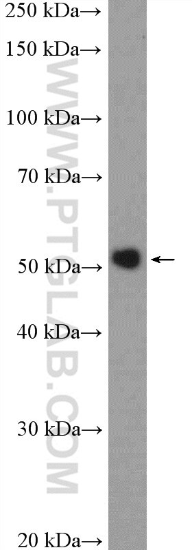 Western Blot (WB) analysis of mouse spleen tissue using PTK6/BRK Polyclonal antibody (18697-1-AP)