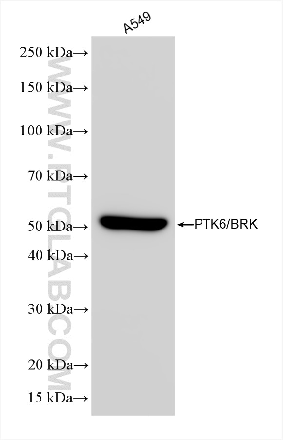 Western Blot (WB) analysis of various lysates using PTK6/BRK Recombinant antibody (85352-2-RR)