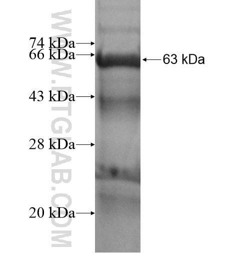 PTK6 fusion protein Ag15561 SDS-PAGE