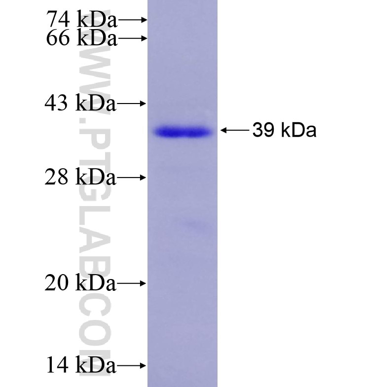 PTK6 fusion protein Ag16616 SDS-PAGE