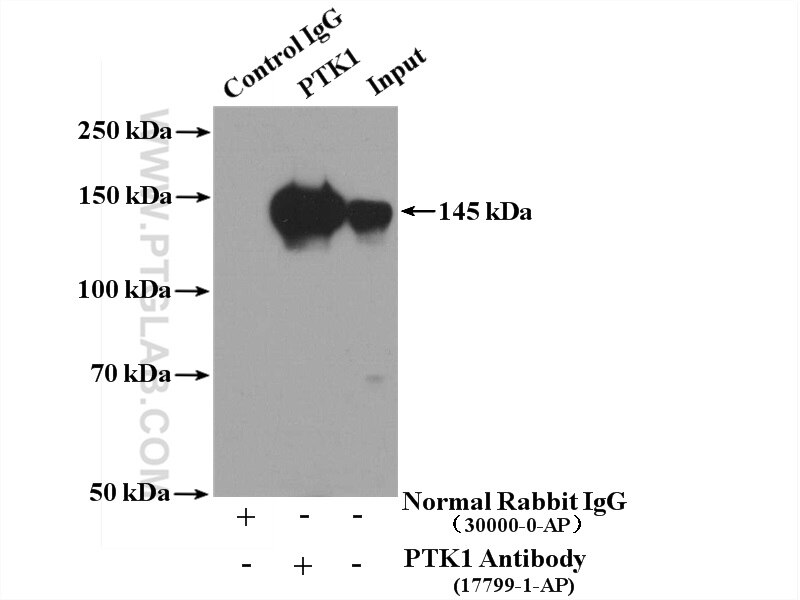 Immunoprecipitation (IP) experiment of Jurkat cells using PTK7 Polyclonal antibody (17799-1-AP)