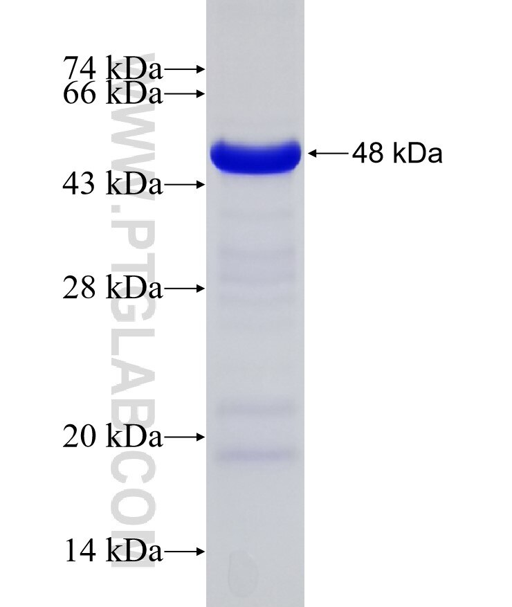 PTK7 fusion protein Ag12026 SDS-PAGE
