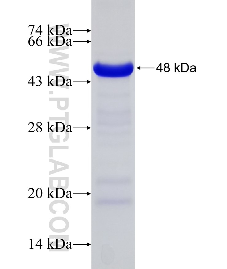 PTK7 fusion protein Ag12026 SDS-PAGE