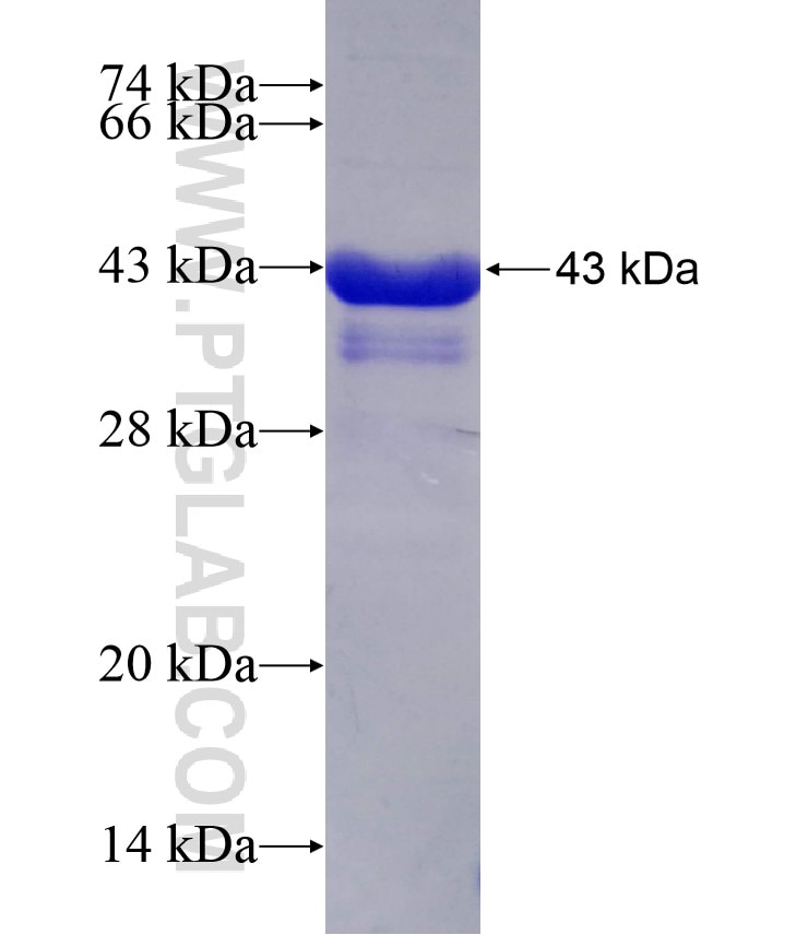 PTMA fusion protein Ag0732 SDS-PAGE