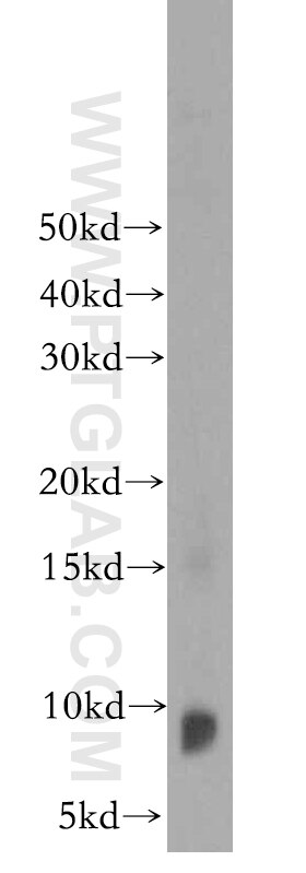 Western Blot (WB) analysis of U-937 cells using PTMS Polyclonal antibody (12106-1-AP)