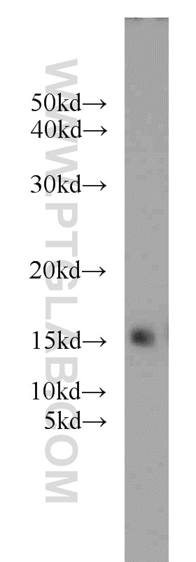 PTN Polyclonal antibody