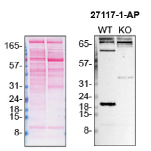 Western Blot (WB) analysis of U-87 MG cells using PTN Polyclonal antibody (27117-1-AP)