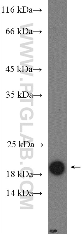 Western Blot (WB) analysis of fetal human brain tissue using PTN Polyclonal antibody (27117-1-AP)