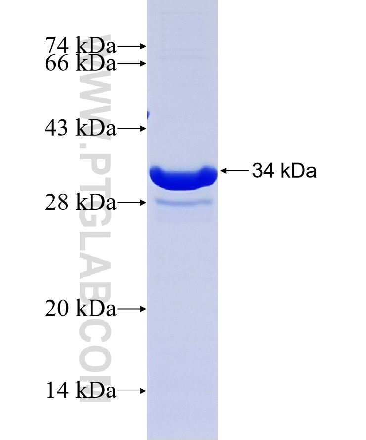 PTN fusion protein Ag26004 SDS-PAGE