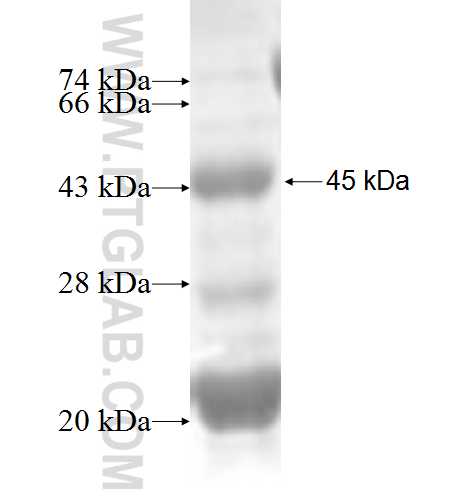 PTN fusion protein Ag1151 SDS-PAGE