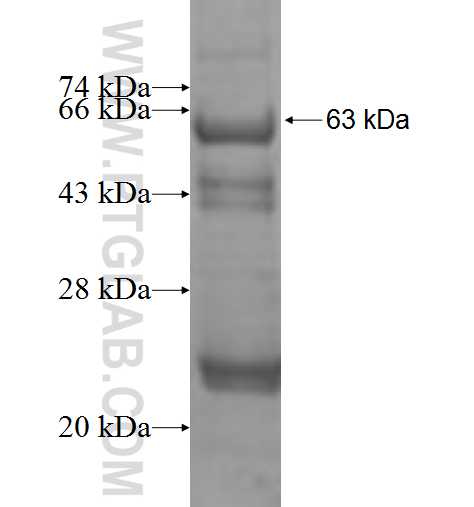 PTOV1 fusion protein Ag9859 SDS-PAGE