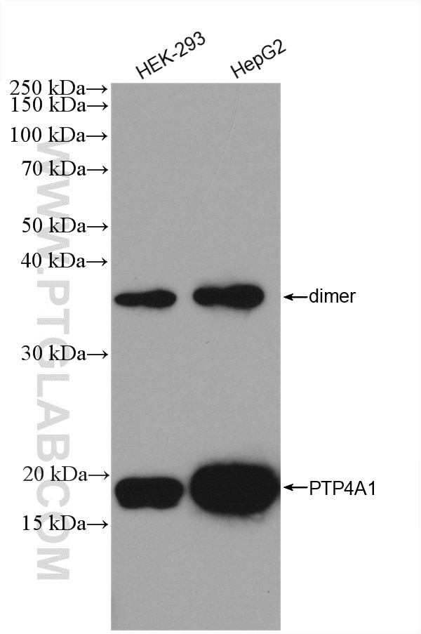 Western Blot (WB) analysis of various lysates using PTP4A1/PRL1 Polyclonal antibody (11508-1-AP)