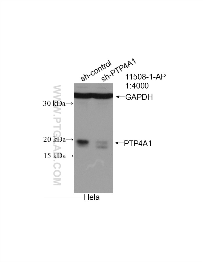 Western Blot (WB) analysis of HeLa cells using PTP4A1/PRL1 Polyclonal antibody (11508-1-AP)