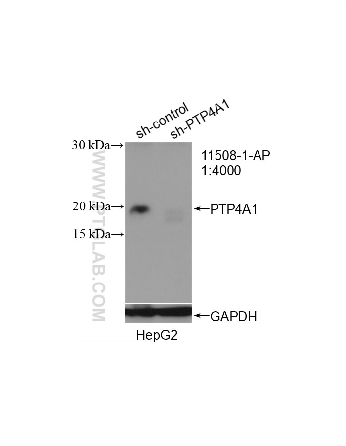 Western Blot (WB) analysis of HepG2 cells using PTP4A1/PRL1 Polyclonal antibody (11508-1-AP)