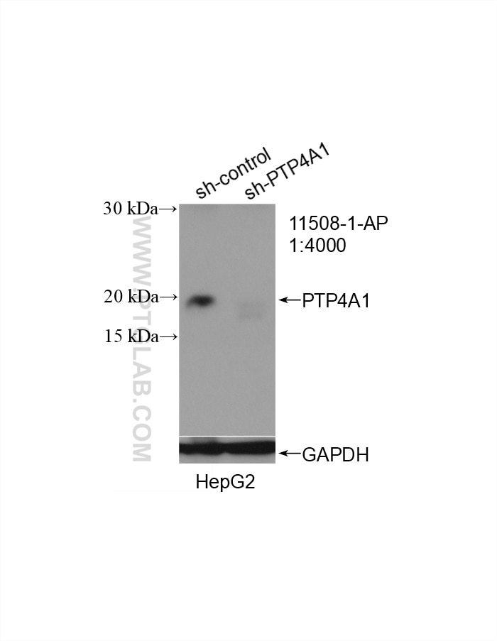 WB analysis of HepG2 using 11508-1-AP