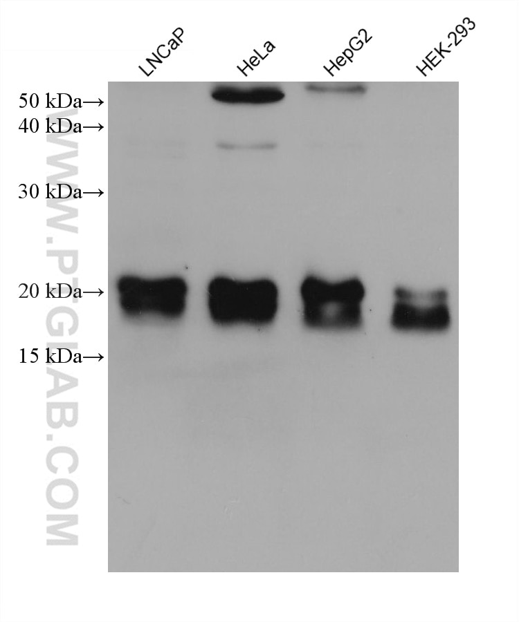 Western Blot (WB) analysis of various lysates using PTP4A1 Monoclonal antibody (67584-1-Ig)