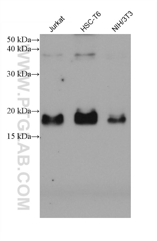 Western Blot (WB) analysis of various lysates using PTP4A1 Monoclonal antibody (67584-1-Ig)