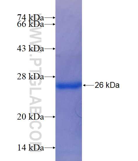 PTP4A1 fusion protein Ag14436 SDS-PAGE