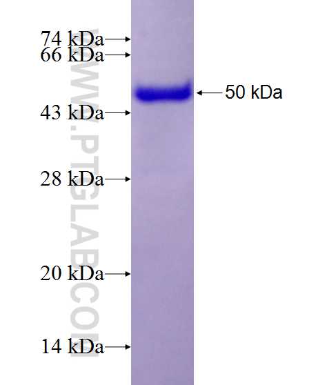 PTP4A1 fusion protein Ag2067 SDS-PAGE