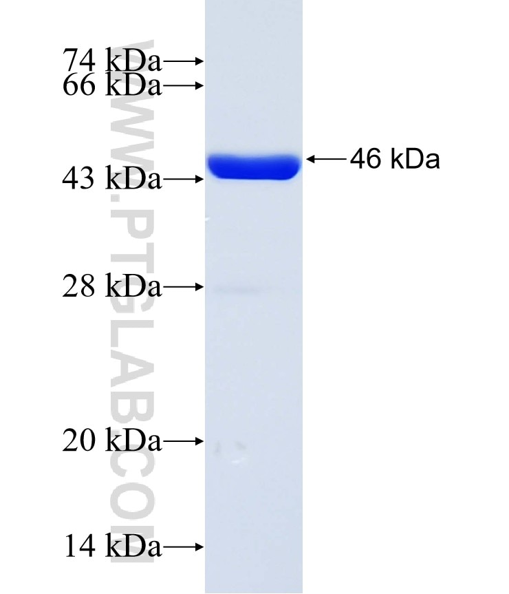 PTP4A1 fusion protein Ag2067 SDS-PAGE