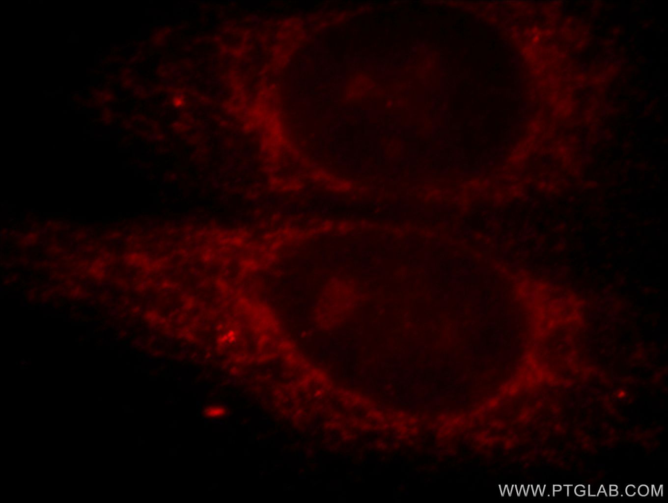 Immunofluorescence (IF) / fluorescent staining of HepG2 cells using PTPIP51 Polyclonal antibody (20641-1-AP)