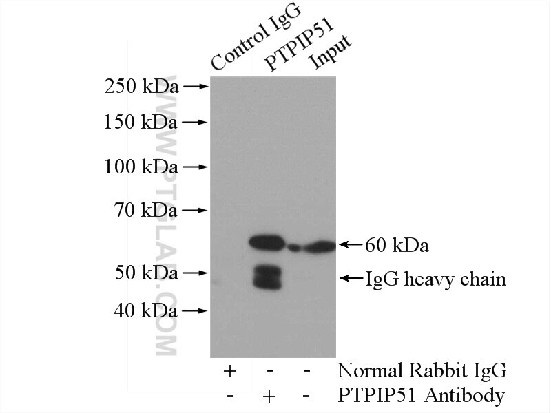 Immunoprecipitation (IP) experiment of HEK-293 cells using PTPIP51 Polyclonal antibody (20641-1-AP)