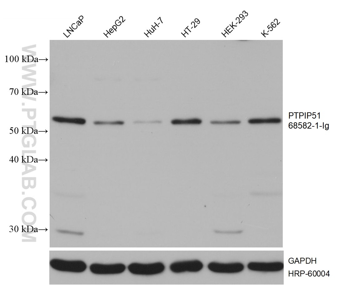 Western Blot (WB) analysis of various lysates using PTPIP51 Monoclonal antibody (68582-1-Ig)