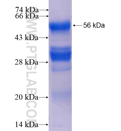 PTPIP51 fusion protein Ag14708 SDS-PAGE