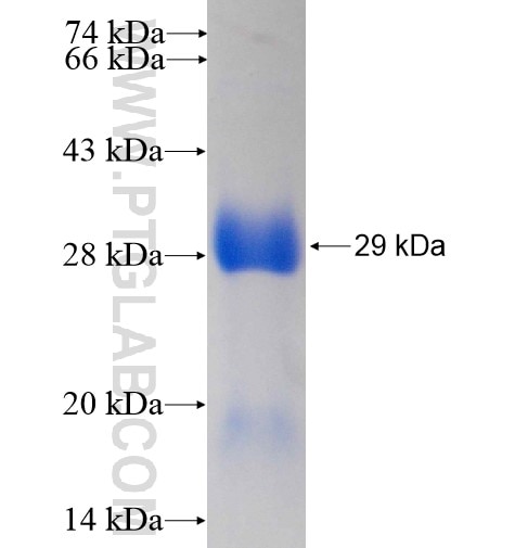 PTPIP51 fusion protein Ag15135 SDS-PAGE