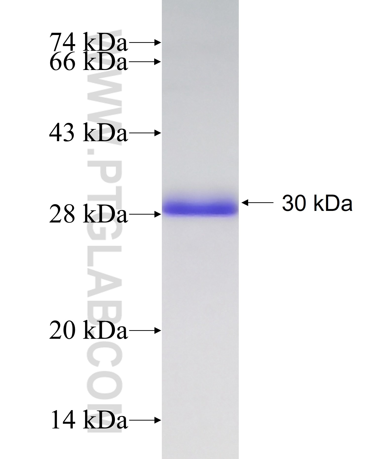 PTPIP51 fusion protein Ag15135 SDS-PAGE