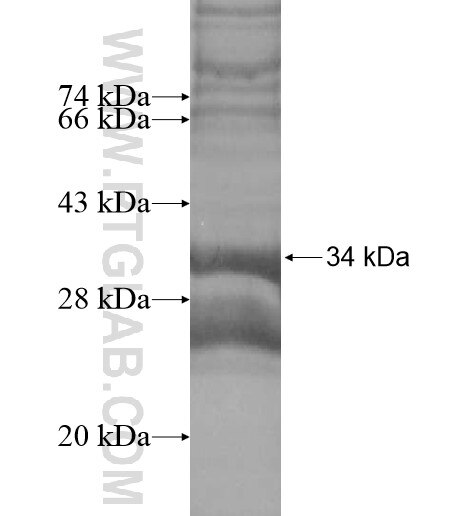 PTPLB fusion protein Ag14166 SDS-PAGE